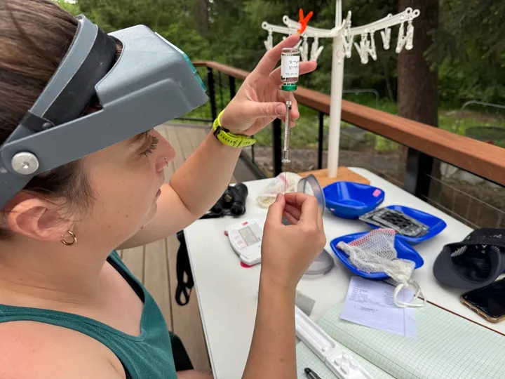 Rosalee Elting at an outdoor field table drawing doubly labeled water from a vial into a syringe